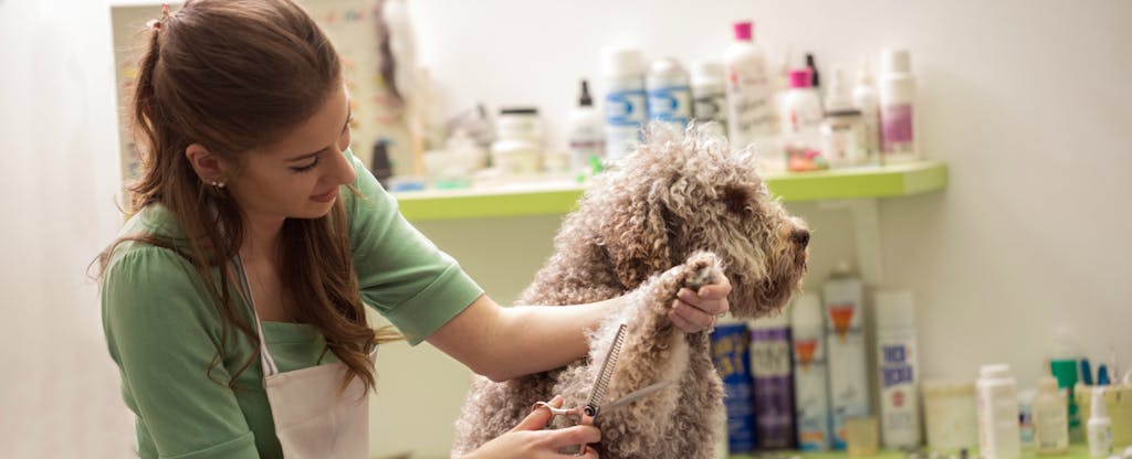 Woman clipping a dog's hair at her small business while thinking about how to build small business credit with a business credit card.