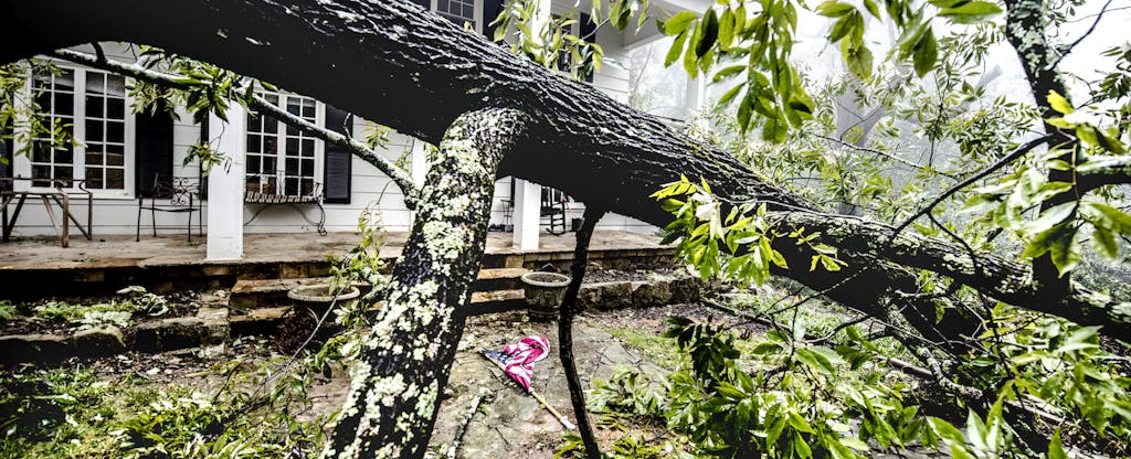 Fallen tree in front of storm-damaged home