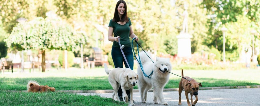 Young woman working a part-time job as a dog-walker, happy that she has multiple sources of income.