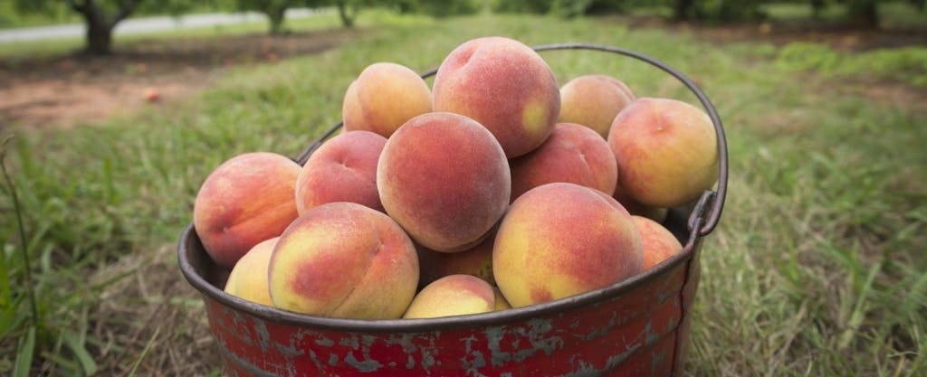 A basket of ripe, delicious peaches.