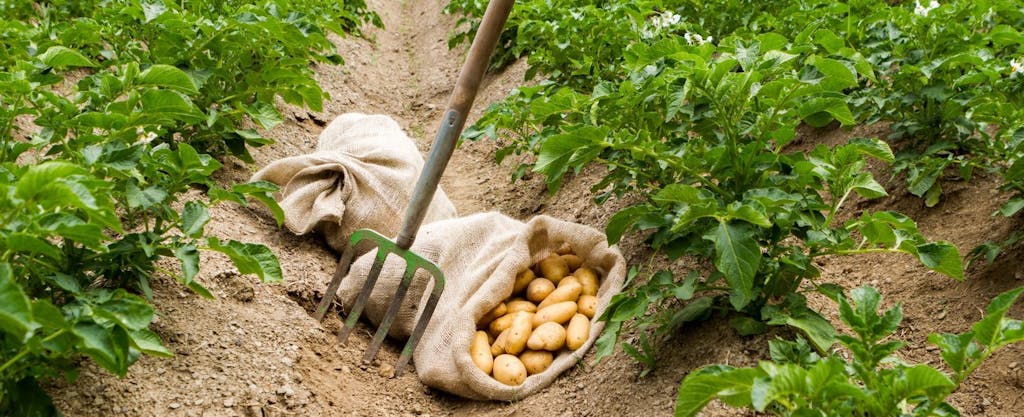 Close up of a sack of potatoes nestled in the furrow of a green field of potato vines in Idaho.
