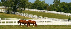 Two horses graze in a green pasture surrounded by white fence, trees and blue sky in Kentucky, where the Kentucky state income tax is a flat rate.