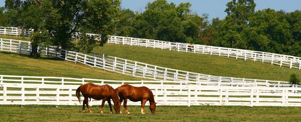 Two horses graze in a green pasture surrounded by white fence, trees and blue sky in Kentucky, where the Kentucky state income tax is a flat rate.