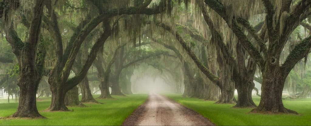 Towering live oaks, draped in Spanish moss, line the driveway of a plantation outside Charleston, South Carolina, where residents may be subject to South Carolina state tax.