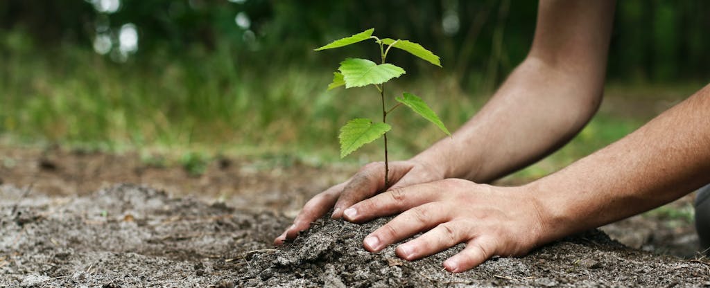 Young man's hands planting tree sapling