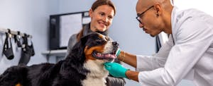 A bernese mountain dog looks at the veterinarian who pets its head while wearing green gloves while the dog's owner smiles in the background.